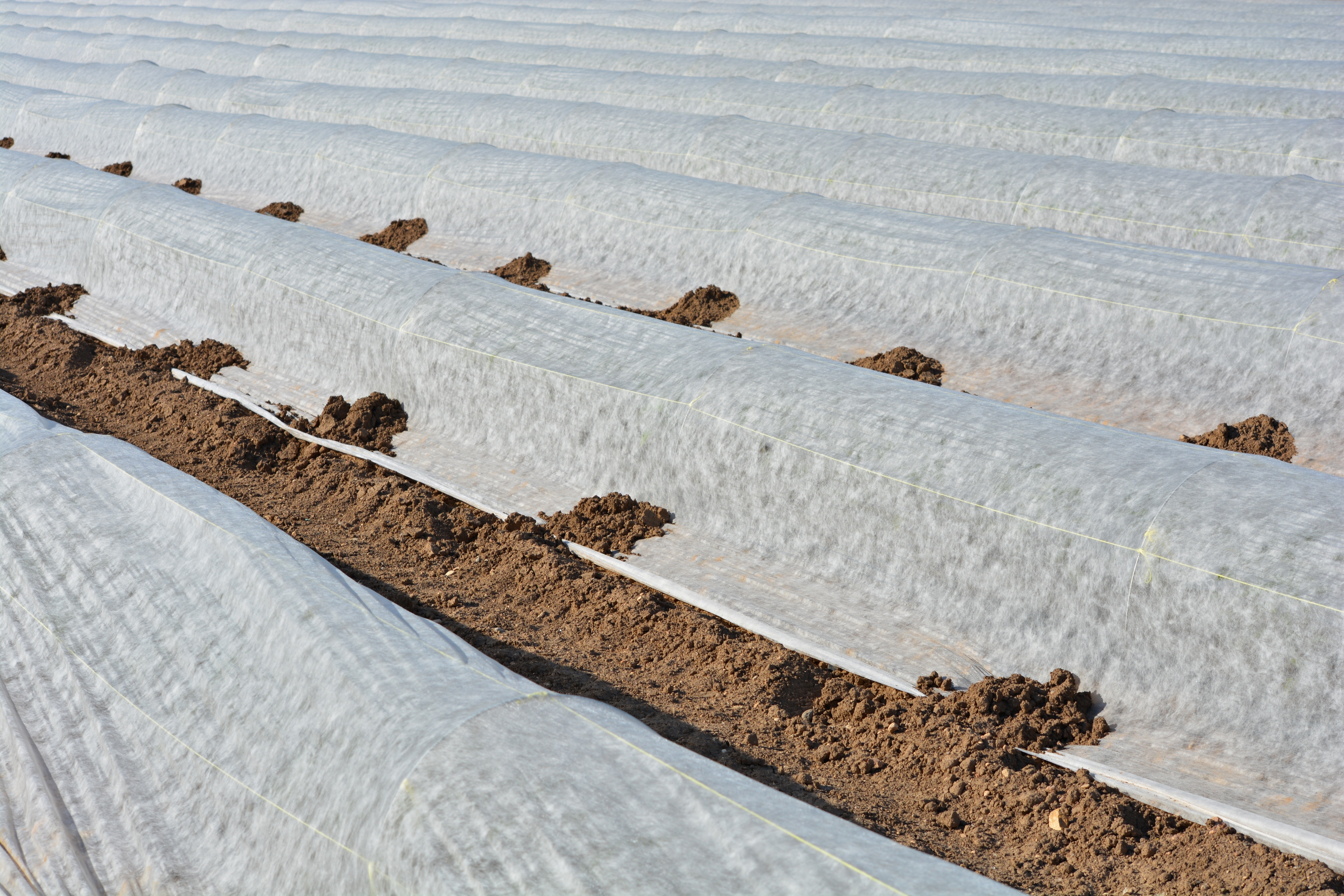Manta térmica Agrícola - Protege cultivos del frío, heladas y escarchas