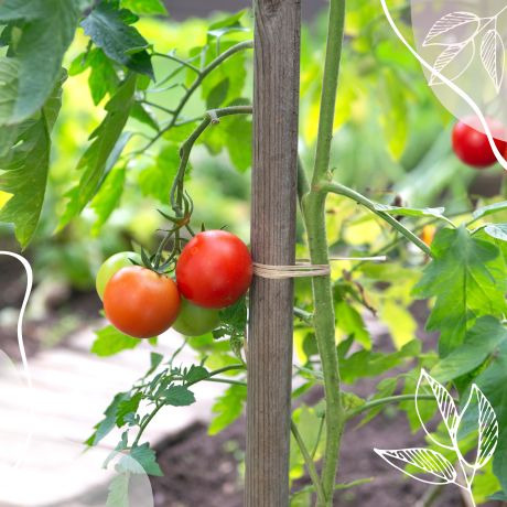 ¿Cómo entutorar tomates? ¡Paso a paso!